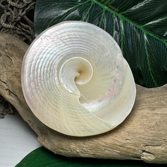 LARGE PEARLIZED COMMERCIAL TROCHUS TOP SHELL DISPLAY COLLECTOR SEASHELL COASTAL - Picture 6 of 15